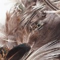 Thumbnail Image #4 of Natural Feathers - 3 oz.