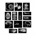 Thumbnail Image #2 of Transparent Animal X-Rays and Pictures