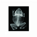 Alternate Image #3 of Transparent Animal X-Rays and Pictures