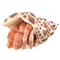 Thumbnail Image #3 of Hermit Crab Hand Puppet