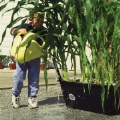 Thumbnail Image #3 of EarthBox: Ready to Grow Base Kit