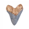 Alternate Image #6 of Magnetic Fossil 3D Puzzle - Megalodon Tooth - 6 Pieces