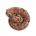 Alternate Image #6 of Magnetic Fossil 3D Puzzle - Ammonite - 6 Pieces