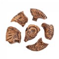 Alternate Image #7 of Magnetic Fossil 3D Puzzle - Ammonite - 6 Pieces