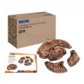 Thumbnail Image of Magnetic Fossil 3D Puzzle - Ammonite - 6 Pieces