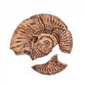 Alternate Image #5 of Magnetic Fossil 3D Puzzle - Ammonite - 6 Pieces