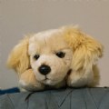 Alternate Image #4 of Golden Retriever Full-Bodied Puppet