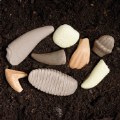 Alternate Image #4 of Sensory Play Stones: Prehistoric Teeth - 8 Pieces