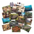 Alternate Image #9 of Sensory Prehistoric Teeth Stones and Activity Cards Set