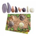 Sensory Prehistoric Teeth Stones and Activity Cards Set