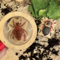 Alternate Thumbnail #6 of Sensory Play Stones: Bugs - 12 Pieces