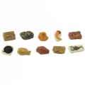 Ancient Fossils Minis - 10 Pieces