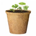 Alternate Thumbnail #3 of Growing Fruits Classroom Kit