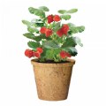Alternate Thumbnail #4 of Growing Fruits Classroom Kit