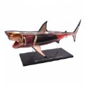 Primary Thumbnail of Great White Shark Anatomy Model - 20 Detachable Parts