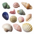 Primary Thumbnail of Sensory Play Stones: Seashells - 12 Pieces