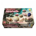 Alternate Thumbnail #10 of Sensory Play Stones: Seashells - 12 Pieces