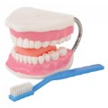 Thumbnail Image of Healthy Smiles Dental Model