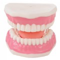 Alternate Image #3 of Healthy Smiles Dental Model