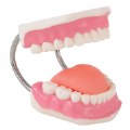 Thumbnail Image #5 of Healthy Smiles Dental Model
