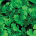 Thumbnail Image #3 of Cilantro Seeds 3-Pack