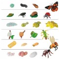 Thumbnail Image of Life Cycle Figurines - 24 Pieces