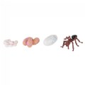 Thumbnail Image #8 of Life Cycle Figurines - 24 Pieces