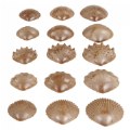 Thumbnail Image #3 of Tactile Shells - Set of 36