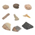 Alternate Image #2 of Fossils Collection