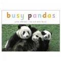 Busy Pandas - Board Book