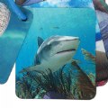 Thumbnail Image #2 of Animal Planet Ocean Animals 3-D Flash Cards - 20 Cards