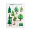 Coniferous Tree Giclee Classroom Wall Print
