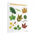 Alternate Image #3 of Deciduous Leaves Giclee Classroom Wall Print