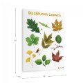 Alternate Image #4 of Deciduous Leaves Giclee Classroom Wall Print