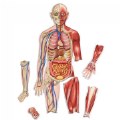 Thumbnail Image of Double-Sided Magnetic Human Body