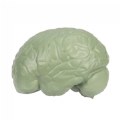 Alternate Image #3 of Human Brain Model