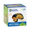 Alternate Image #4 of Human Brain Model