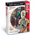 Alternate Image #3 of Human Body Anatomy Model