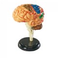 Thumbnail Image #2 of Brain Anatomy Realistic Model