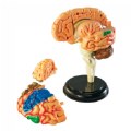 Thumbnail Image #3 of Brain Anatomy Realistic Model
