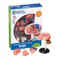 Thumbnail Image #4 of Brain Anatomy Realistic Model