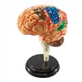 Brain Anatomy Realistic Model