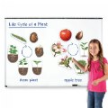Thumbnail Image #3 of Giant Magnetic Plant Life Cycle