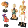 Thumbnail Image of Human Anatomy Models Set - Includes Brain, Heart, Body and Skeleton