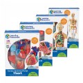 Alternate Image #4 of Human Anatomy Models Set - Includes Brain, Heart, Body and Skeleton