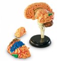 Alternate Image #2 of Human Anatomy Models Set - Includes Brain, Heart, Body and Skeleton