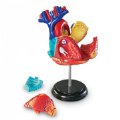 Thumbnail Image #3 of Human Anatomy Models Set - Includes Brain, Heart, Body and Skeleton