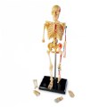 Alternate Image #5 of Human Anatomy Models Set - Includes Brain, Heart, Body and Skeleton