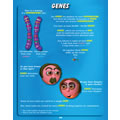 Alternate Image #2 of DNA School Science Pack