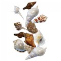 Alternate Image #2 of Sorting Shells Loose Parts - Set of 48